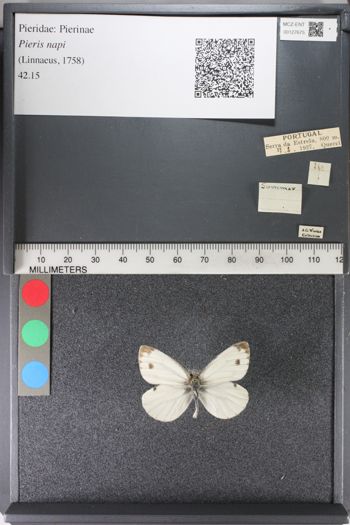 Media type: image;   Entomology 127675